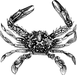 "The Red Sea Crab - Lupea Pelagica" &mdash; Goodrich, 1859