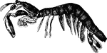 "The typical genus <em>Aquilla</em> is frequently called the <em>Sea-Mantis</em>. Some of them attain the length of a foot or more, but their average size is about three to four inches." &mdash; Goodrich, 1859