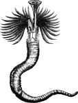 "The <em>Serpulae</em>, which form irregularly twisted calcareous tubes, often grow together in large masses, generally attached to shells and similar objects; while those genera which, like the <em>Terebella</em>, build their residences of sand and stones, appear to prefer a life of single blessedness." &mdash; Goodrich, 1859