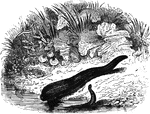 "The animals belonging to this order, of which the <em>Common Leech</em> is a familiar example, are characterized by the total deficiency of any lateral appendages, their motions being effected by undulations of the body while swimming, or by the alternate attachment of the sucking discs with which the two extremities of their bodies are usually furnished." &mdash; Goodrich, 1859