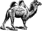 "Camel is a genus of ruminant quadrupeds, characterized by the absence of horns; a fissure in the upper lip; a long and arched neck; one or two humps or protuberances on the back; and a broad elastic foot ending in two small hoofs. The native country of the camel is said to extend from Morocco to China, within a zone of 900 or 1,000 miles in breadth. The common camel, having two humps, is found in the N. part of this region, and exclusively from the ancient Bactria, now Turkestan, to China. The dromedary, or single-humped camel is found throuhout the entire length of this zone. The camel will travel three days under a load and five days under a rider without drinking. It can live on little food, and of the coarsest kind. Camels which carry heavy burdens will do about 25 miles a day; those which are used for speed alone, from 60 to 90 miles a day. It lives from 40 to 50 years. The South American members of the family Camelid&aelig; contain the llama and alpaca; they have no humps."&mdash;(Charles Leonard-Stuart, 1911)