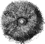 The most remarkable family of the Echinida are the <em>Sea-Eggs</em> or <em>Sea-Urchins</em> - <em>Cidaridae</em>: they consist of several species, somewhat varying in form, some being nearly flat, some oval, some heart-shaped, and some like the <em>Echinus esculentus</em>, resembling an orange in shape." &mdash; Goodrich, 1859