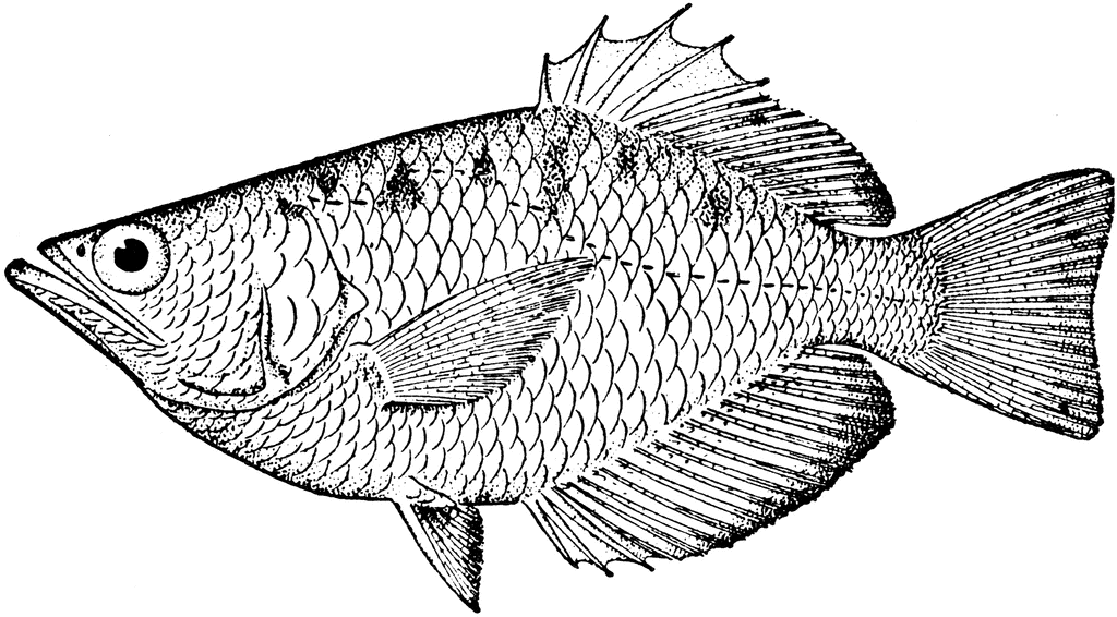 Archerfish Clipart Etc