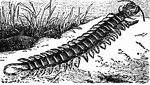 "A Centipede is a worm having a long slender, depressed body, protected by coriaceous plates, 21 pairs of legs, distinct eyes, 4 on each side, and antenn&aelig; with 17 joints. The name is, however, popularly extended to species of nearly allied genera. Centipedes run nimbly, feed on insects, and pursue them into their lurking-places."&mdash;(Charles Leonard-Stuart, 1911)