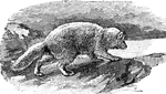 "Arctic Fox (Vulpes lagopus)."-Whitney, 1902