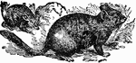 "Chinchilla is a genus of South American herbivorous rodents very closely allied to the rabbit, which they resemble in the general shape of the body, in the limbs being longer behind than before, and by the nature of the fur, which is more woolly than silky."&mdash;(Charles Leonard-Stuart, 1911)
