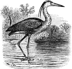 134 illustrations of birds including: hammer, harpy, harrier, hawk, heron, hoopoe, house-martin, humming bird, ibijau, ibis, and indigo bird