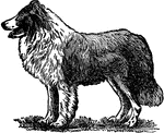 "Collie is a breed of the dog of obscure origin, which is highly valued. Many anecdotes are told of the collie, who from his intimate association with man has acquired almost human intelligence, a good dog being able to separate the sheep under his care from those of other flocks. The collie often deteriorates in intelligence when kept merely as a companion. When not spoilt, however, no dog makes such an agreeable companion as the collie, as his instinct is to attach himself to one person, to whom he becomes devoted."&mdash;(Charles Leonard-Stuart, 1911)