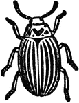 "The Colorado Beetle is a beetle first described by Thomas Say, in 1824, from specimens found by him near the Upper Missouri. The larva feeds greedily on the potato, and having attracted notice in Colorado for its ravages among the crops of that esculent in the territory, it moved eastward year by year, till in 1874 it had reached the Atlantic seaboard. It is popularly known as the potato bug."&mdash;(Charles Leonard-Stuart, 1911)