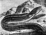 "Conger is a large sea-eel, 5, 6, or, in rare cases, even 10 feet long. Its upper parts are brownish-white, and the lower dirty-white; the lateral line spotted with white, the dorsal and anal fins white margined with black. A smaller species is found in the Mediterranean."&mdash;(Charles Leonard-Stuart, 1911)