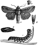 "Army-worm (Leucania unipuncta), about natural size. a, male moth; b, abdomen of female; c, eye; d, pupa; e, caterpillar."-Whitney, 1902