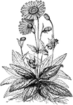 "Mountain-Tobacco (Arnica montana)."-Whitney, 1902