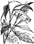 "Arrowroot-Plant (Maranta arundinacea). a, a, rhizomes."-Whitney, 1902