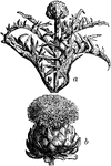 "Artichoke (Cynara Scolymus). a, top of plant; b, flowering head."-Whitney, 1902