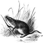 "Meadow-Mouse (Arvicola riparius)."-Whitney, 1902