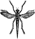 "Robber-Fly (Asilus sericeus, Say), natural size."-Whitney, 1902