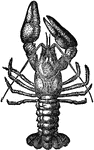 "Crawfish, or Crayfish is a name of various crustaceous animals, the common crawfish being the river lobster. It lurks under stones or in holes in the banks. Its food consists of small mollusks or fishes, the larv&aelig; of insects, and almost any sort of animal matter. Some crawfish by their burrowing habits injure mill-dams and the levees of the Mississippi."&mdash;(Charles Leonard-Stuart, 1911)