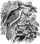 "Creepers are a family of birds which strongly resemble the woodpeckers in their habit of creeping on the stems of trees with the aid of the strong quills which project from the tail-feathers, and of securing their insect food by an exsertile tongue."&mdash;(Charles Leonard-Stuart, 1911)