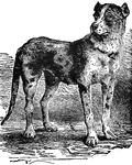 "The Great Dane is one of the breed of large close-haired dogs, originating in Denmark."—(Charles Leonard-Stuart, 1911)