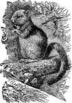 "The Dormouse is a small European mammal. The name dormouse refers to the torpid state in which it passes the severe part of the winter, hence it has ever been called the Sleeper."—(Charles Leonard-Stuart, 1911)