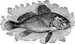 "Drumfish, or Drum, and other species of the same genus, fishes found on the Atlantic coasts of North America, and so named from the deep drumming sound they make in the water."&mdash;(Charles Leonard-Stuart, 1911)