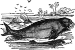 "The Dugong is an herbivorous mammal, belonging to the Manatees. It ranges from 10 to 20 feet in length. The color is a slaty-brown or bluish-black above and whitish below. They yield a clear oil of the best quality, free from all objectionable smell."&mdash;(Charles Leonard-Stuart, 1911)