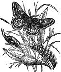 "The Emperor Moth, the general color greyish, with white hairs and purple tinges; wings with a hinder white band. Two white-purplish and dark-brown transverse stripes and an ocellus on each wing. Expansion of wings in the female occasionally three inches, but in the male only two and a half. The caterpillar feeds on the common ling or heath, on the black-thorn, the bramble, etc."&mdash;(Charles Leonard-Stuart, 1911)
