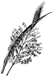 Pistullate spikelets borne above staminate in inflorescence; leaves not cutting.