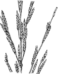 Spikelets with several florets.