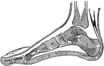 "The Foot is that part of the lower extremity below the leg on which we stand and walk. It is composed of three series of groups of bones&ndash; the tarsal, or hindermost; the metatarsal, which occupy the middle portion; and the phalanges, which form the toes.The tarsal bones are seven in number. The metatarsal bones are five in number. The phalanges are 14 in number, three to each toe, except the great one, which has only two."&mdash;(Charles Leonard-Stuart, 1911)