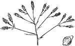 Spikelets with more than 2 scales enclosing achenes; no periath-bristles present.