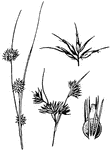 Spikelets with only 1 or 2 scales enclosing acenes; perianth-bristles usually present.