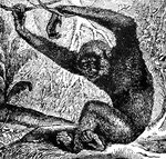 "Gibbon is a genus of tailless anthropoid apes, natives of the East Indies. They are nearly allied to the orangs and chimpanzees, but are of more slender form, and their arms so long as almost to reach to the ground when they are placed in an erect posture."&mdash;(Charles Leonard-Stuart, 1911)