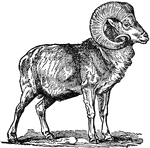 "Goat is the domestic goat, which exists, in a wild or semi-wild state, in all the European mountain ranges. The males fight furiously with each other in the rutting time. They have an offensive smell. "&mdash;(Charles Leonard-Stuart, 1911)