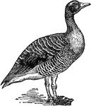 "Goose is the name of a well-known family of natatorial birds. The domestic goose is believed to have descended form the greylag goose. It is valued for the table and on account of its quills and fine soft feather. The body is large and heavy, the neck long, the head small, and the bill conical, the wings long and powerful, the feet somewhat long, with small toes. In summer the wild goose inhabits the polar regions, migrating south in flocks on the approach of winter. The nest which is of coarse grass, is generally situated in marshy places."&mdash;(Charles Leonard-Stuart, 1911)