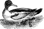 "The Goosander is a web-footed bird in the duck family. The adult male, which measures 26 inches in length, has the head and upper part of the neck of a rich shining green, the feathers of the crown and back of the head elongated, the back black and gray, the wings black and white, the breast and belly of a delicate reddish-buff color. The bill, legs, and feet are orange-red. the female, which is rather smaller, has the head reddish-brown, with a less decided tuft than the male, and much grayer plumage. The goosander is a native of the Arctic regions, extending into the temperate parts of America, Europe and Asia."&mdash;(Charles Leonard-Stuart, 1911)