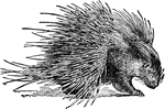 "Hedgehog is a quadruped distinguished by having the body covered with spines instead of hair. The skin of the back is provided with a great orbicular muscle which enables the animal to roll itself up in the form of a ball. The tail is very short. There are several species&mdash;some authorities enumerate 14. The best known is the common hedgehog. This species has a long nose, the nostrils bordered on each side by a loose flap; the hind feet have five toes; the ears are short, rounded, naked and dusky; the upper part of the face, sides, and rump covered with strong, coarse hair, of a yellowish ash color, the back with sharp strong spines of a whitish tint with a bar of black through their middle. They are usually abot 10 inches long, the tail about one. Their usual residence is in small thickets, and they feed on fallen fruits, roots, and insects; they are also fond of flesh, either raw or roasted. The hedgehog defends himself from the attacks of other animals by rolling himself up, and thus exposing no part of his body that is not furnished with a defense of spines. It may be rendered domestic to a certain degree, and has been employed to destroy cockroaches which it pursues with avidity. In the winter the hedgehog wraps itself in a warm nest, composed of moss, dried hay and leaves, and remains torpid till spring."—(Charles Leonard-Stuart, 1911)