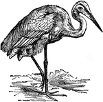 "Heron is the common name of birds of the genus Ardea. The herons are distinguished by having a long bill cleft beneath the eyes, a compressed body, long slender legs naked above the tarsal joint, three toes in front, the two outer united by a membrane, and by moderate wings. The tail is short, rounded, and composed of 10 or 12 feathers. The common heron is about three feet in length from the point of the bill to the end of the tail, builds its nest in high trees, many being sometimes on one tree. Its food consists of fish, frogs, mollusks, mice, moles, and similar small animals. It has an insatiable voracity, and digests its food with great rapidity. It haunts fresh water streams, marshes, ponds, and lakes, as also the seashore."&mdash;(Charles Leonard-Stuart, 1911)