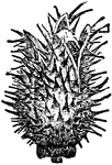 "Thorn Apple is a genus of plants. The common thorn apple is an annual plant, with smooth stem and leaves, white flowers, and erect prickly capsules, a native of the East Indies, but now often met with in North America. A variety with pale violet flowers and purplish violet stem is frequently cultivated in gardens as an ornamental plant."&mdash;(Charles Leonard-Stuart, 1911)