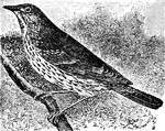 "Thrush, in ornithology, is the name for any of the Turdid&aelig;. They are universally distributed, and are very highly organized birds, and it is for this reason, perhaps, as well as on account of their omnivorous diet, that they have been able to establish themselves on a number of remote islands. They differ widely in their habits and in their habitats; some are gregarious, others live solitarily or in pairs. The wood thrush is abundant in North America. "&mdash;(Charles Leonard-Stuart, 1911)