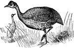 "Tinamou is the name given to a genus and family of birds occurring in South America, and allied in some respects to the ostrich and emu. They somewhat resemble a partridge, and vary in size from that of a pheasant down to that of a quail. The great tinamou is about 18 inches long, and inhabits the forests of Guiana."&mdash;(Charles Leonard-Stuart, 1911)