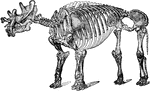 "Tinoceras, or tinotherium, is a genus of mammals now extinct, found in the Eocene, and representing the order Dinocerata. The individuals were all large, some of them nearly equaling the elephants, while the brain was smaller than that of any living or fossil mammal."&mdash;(Charles Leonard-Stuart, 1911)