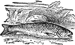 "Trout is a term applied generally to various species of fishes belonging to the salmon family. The best-known species, and that which par excellence receives the name, is the common trout, a fish which inhabits clear and running streams. The average weight of the common trout is from three-fourths to one pound. "&mdash;(Charles Leonard-Stuart, 1911)