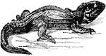 "Tuatera is a large lizard from New Zealand; apparently carnivorous, and in captivity are fed on raw meat, living frogs, small lizards, earthworms, mealworms, snails, young birds, or mice."—(Charles Leonard-Stuart, 1911)
