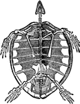 "Turtle is, in zoology, the popular name for any species of the Cheloniid&aelig;. They may be distinguished by their long, compressed, fin-shaped, non-retractile feet, with the toes inclosed in a common skin, from which only one or two claws project. The carapace is broad and much depressed, so that when these animals are on shore, and are turned over on their backs, they cannot regain the natural position. Turtles are marine animals; their pinnate feet and light shell render them excellent swimmers. They sometimes live at a great distance from land, to which they periodically return to deposit their soft-shelled eggs in the sand."&mdash;(Charles Leonard-Stuart, 1911)