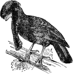 "The Umbrella Bird is a native of Peru. It is about the size of a crow, with deep black plumage; the head is adorned with a large spreading crest, which arises from a contractile skin, and capable of being erected at will; the shafts of the crest-feathers are white, and the plumes glossy blue, hair-like and curved outward at the tips. When the crest is laid back the shafts form a compact white mass, sloping up from the back of the head; when it is erected the shafts radiate on all sides from the top of the head, reaching in front beyond and below the beak, which is thus completely concealed from view. A long cylindrical plume hangs down from the middle of the neck; the feathers of the plume lap over each other like scales, and are bordered with metallic blue. Umbrella birds associate in small flocks, and live almost entirely upon fruits. Their cry, which resembles the lowing of a cow, is most frequently heard just before sunrise and after sunset."&mdash;(Charles Leonard-Stuart, 1911)