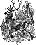 "Wapiti is the name given by the North American Indians to an animal, a native of North America, ranging from the Carolinas to lat. 56-57 degrees N. It is closely allied to but considerably larger than the stag, standing about 54 inches at the shoulder; yellowish brown on upper parts; sides gray, long coarse hair in front of neck, like a dewlap; antlers large, brow-tine duplicated. It frequents low grounds, or woody tracts near savannahs or marshes. The venison is of little value, as it is coarse and dry; but the hide makes excellent leather. It is called also, but erroneously, the elk and gray moose."&mdash;(Charles Leonard-Stuart, 1911)