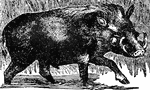 "The Wart Hog closely resembles the true hogs in most of their characters, and particularly in their feet, but is remarkably differing from them in their dentition: The number of teeth is much reduced; the canines become the large tusks, and in the adult the last molar only is found in each jaw, which grows to an enormous size as in the elephant. The head is very large, and the muzzle very broad; the cheeks are furnished with large wart-like excrescences, so that the appearance is altogether very remarkable and uncouth. The species are all natives of Africa. They feed very much on the roots of plants, which they dig up by means of their enormous tusks. The flesh of all the wart hogs and water hogs is in high esteem. They are hunted by dogs, which are often killed in the encounter with them."—(Charles Leonard-Stuart, 1911)