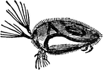"Water Flea is a popular name for minute aquatic Crustaceans such as daphnia, cypris, and cyclops. In Cypris also the shell is bivalve; there are five pairs of appendages on the head and two on the body; most of these are used in swimming or creeping. Among cyprids parthenogenesis again occurs, and in some species males have never been observed, while parthenogenetic development has been traced for as many as 40 successive generations. The females bear large egg sacs. Water fleas fed on microscopic plants and animals and on organic debris, while they themselves&ndash; often occurring in countless swarms&ndash; form an important part of the food supply of certain fishes."&mdash;(Charles Leonard-Stuart, 1911)