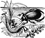"Water Beetles are beetles which live on or in the water. The Dytiscus, common in stagnant water, is olive-green above, and oval in shape. The respiratory organs of the perfect insect are not adapted to obaining air from the water; it comes occasionally to the surface of the water for air, where it lies on its back, the openings of its air tubes in the last segment of the abdomen, being exposed."&mdash;(Charles Leonard-Stuart, 1911)